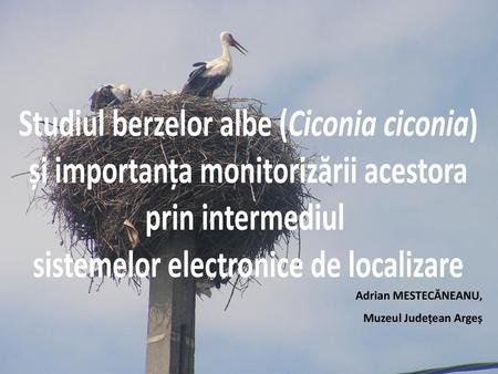 Studiul berzelor albe (Ciconia ciconia)