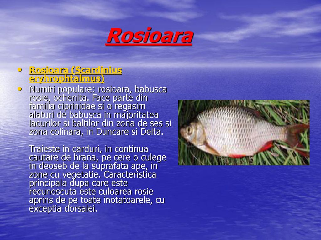 Rosioara Rosioara (Scardinius eryhrophtalmus)