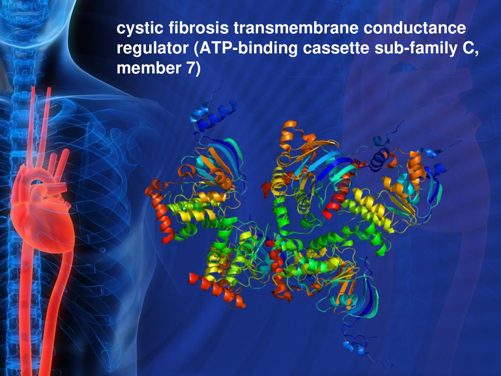 cystic fibrosis transmembrane conductance regulator (ATP-binding cassette sub-family C, member 7)