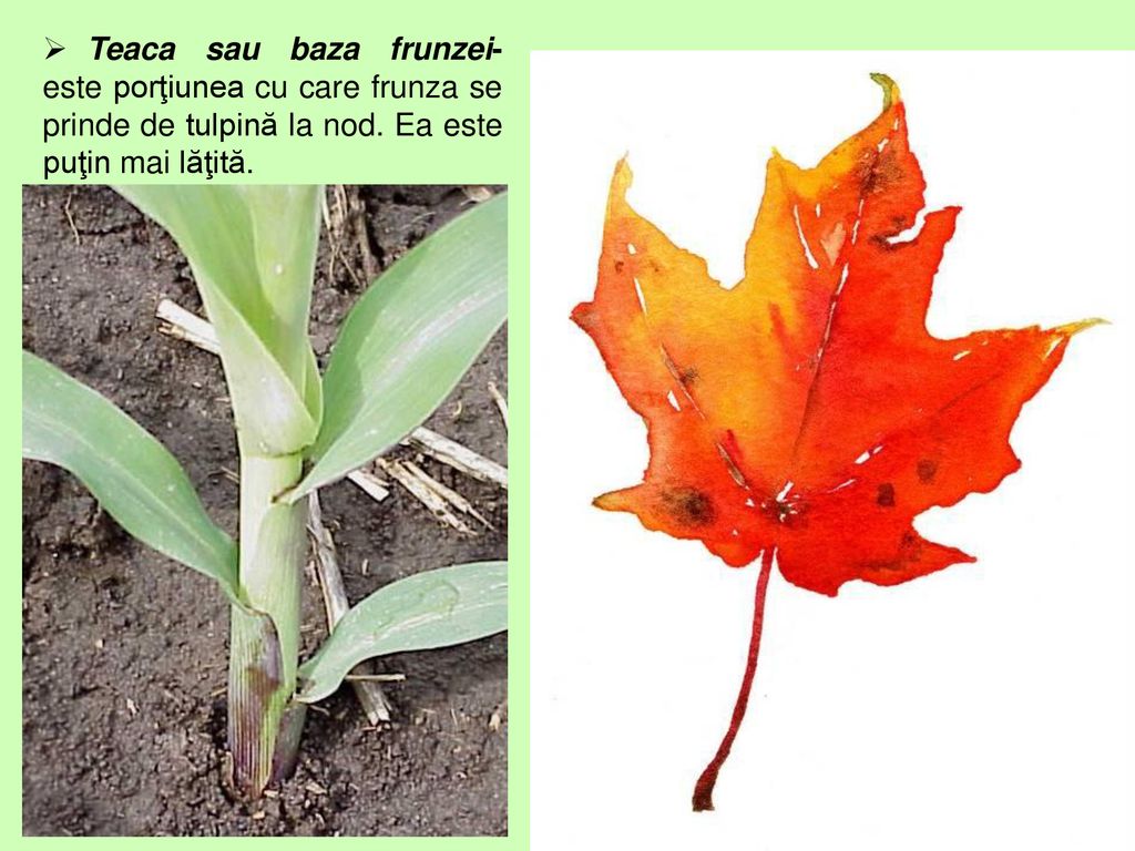 Teaca sau baza frunzei- este porţiunea cu care frunza se prinde de tulpină la nod.