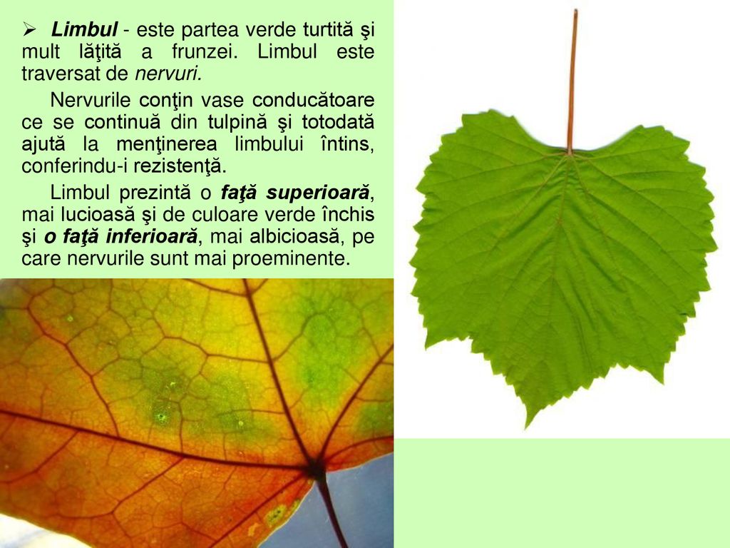Limbul - este partea verde turtită şi mult lăţită a frunzei