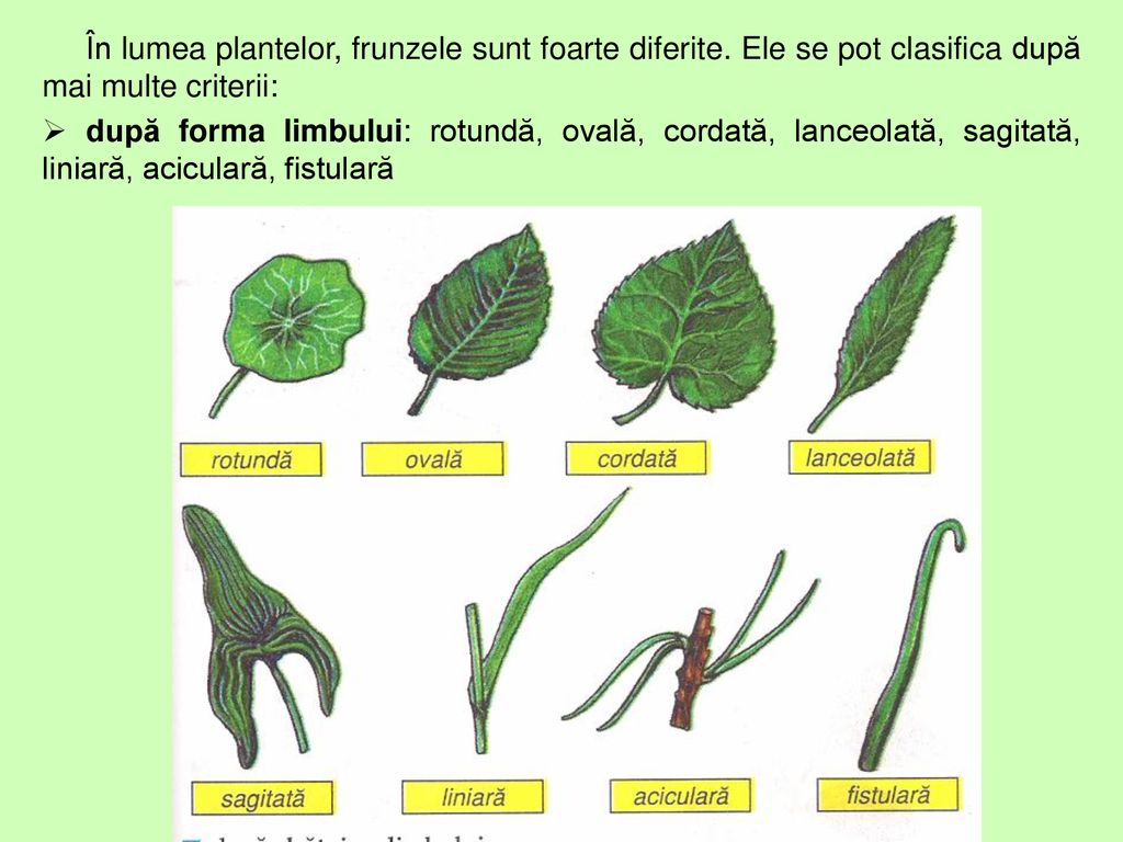 În lumea plantelor, frunzele sunt foarte diferite