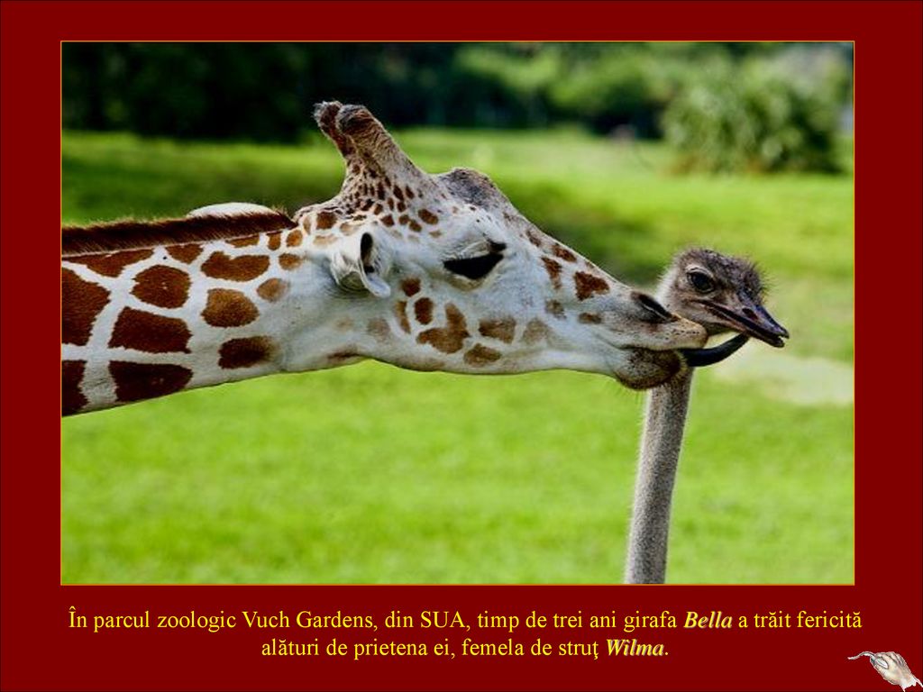În parcul zoologic Vuch Gardens, din SUA, timp de trei ani girafa Bella a trăit fericită alături de prietena ei, femela de struţ Wilma.