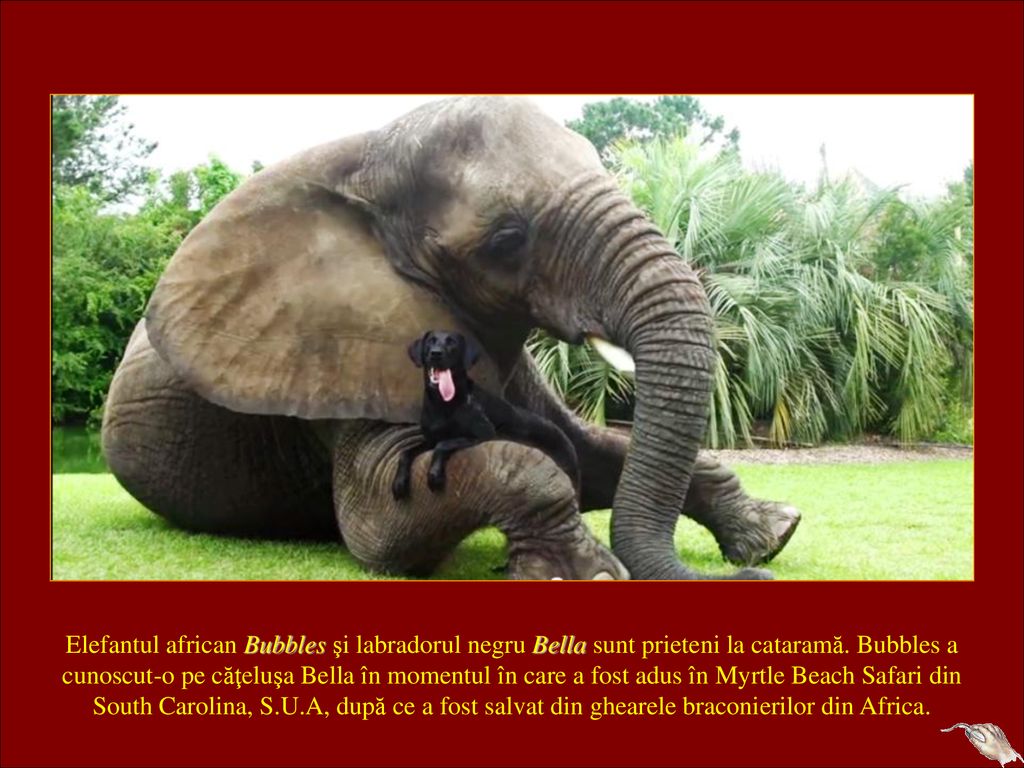 Elefantul african Bubbles şi labradorul negru Bella sunt prieteni la cataramă.