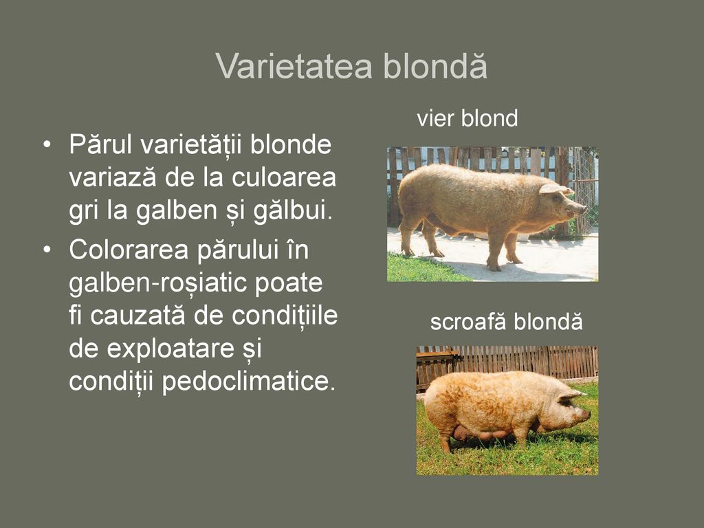 Varietatea blondă vier blond. Părul varietății blonde variază de la culoarea gri la galben și gălbui.