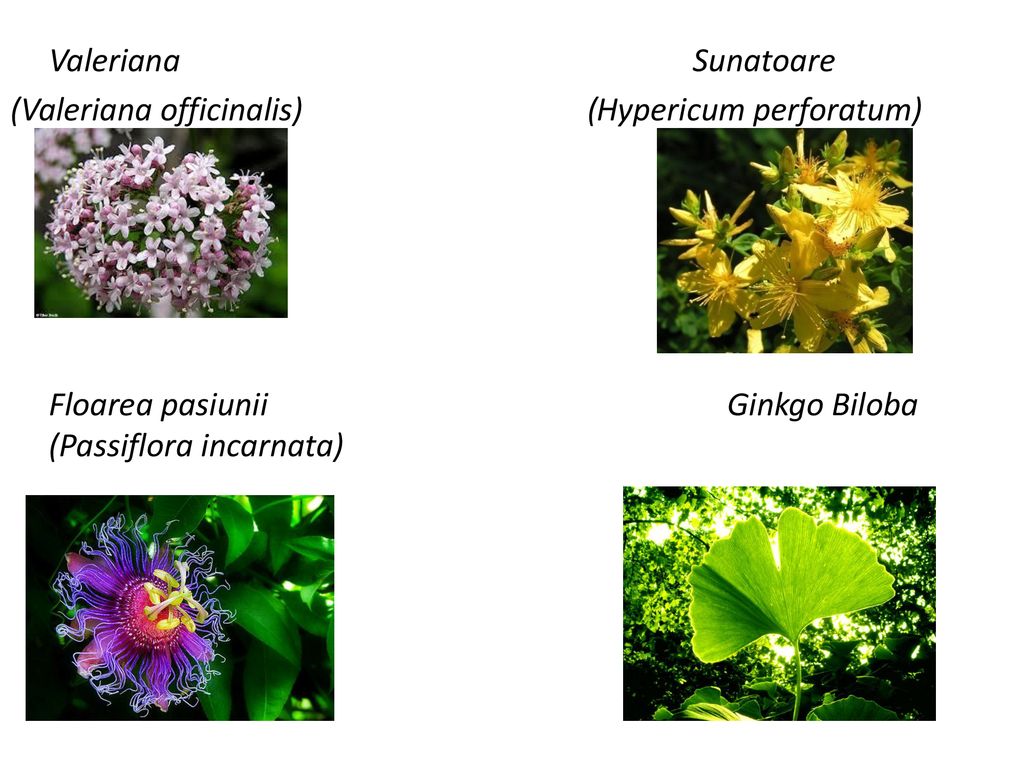 Valeriana Sunatoare (Valeriana officinalis) (Hypericum perforatum) Floarea pasiunii Ginkgo Biloba (Passiflora incarnata)