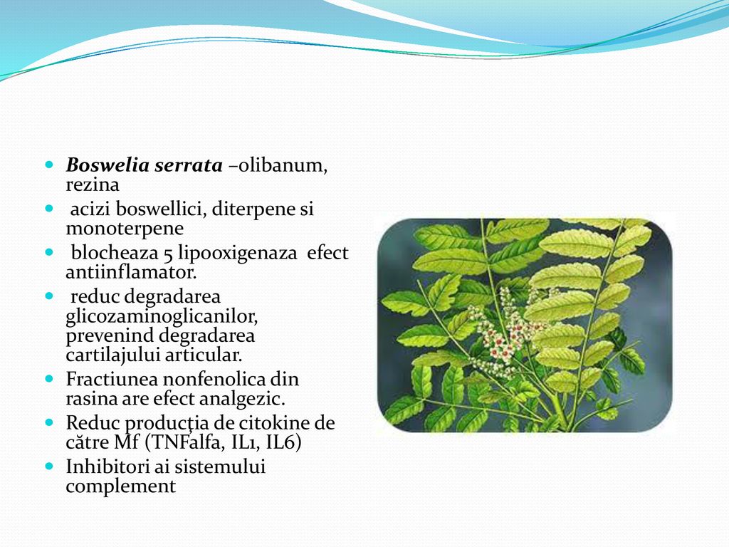 Boswelia serrata –olibanum, rezina