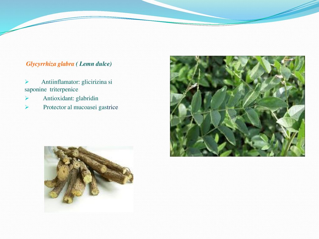 Glycyrrhiza glabra ( Lemn dulce)
