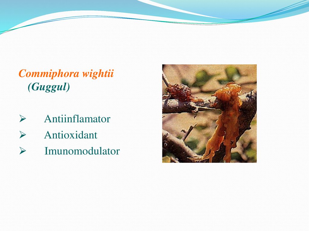 Commiphora wightii (Guggul)