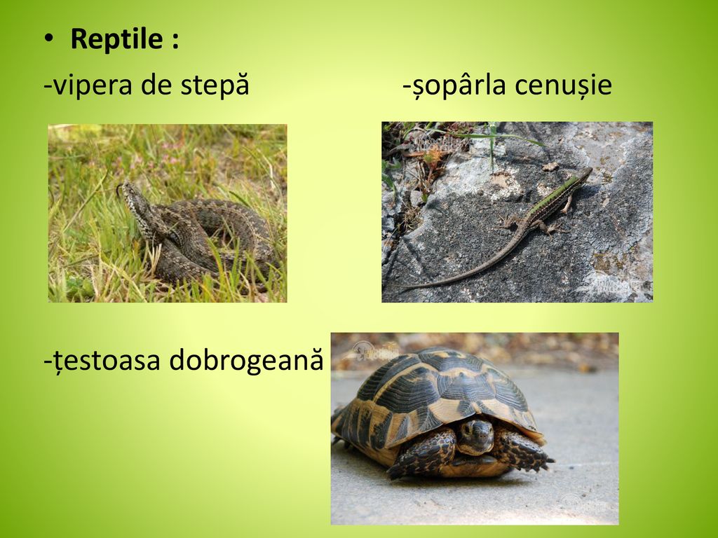 Reptile : -vipera de stepă -șopârla cenușie -țestoasa dobrogeană
