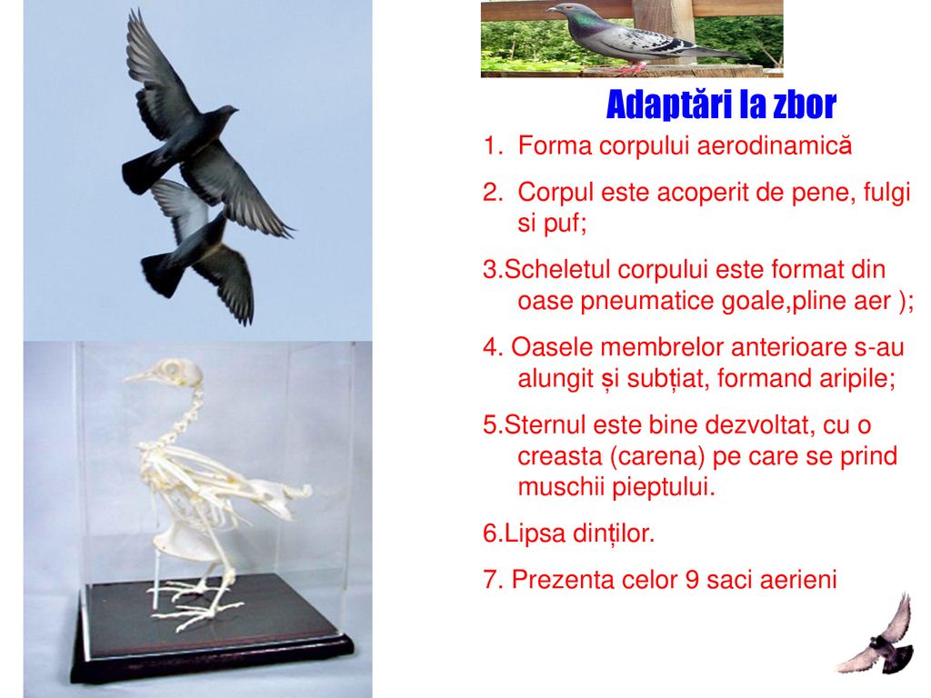 Adaptări la zbor Forma corpului aerodinamică