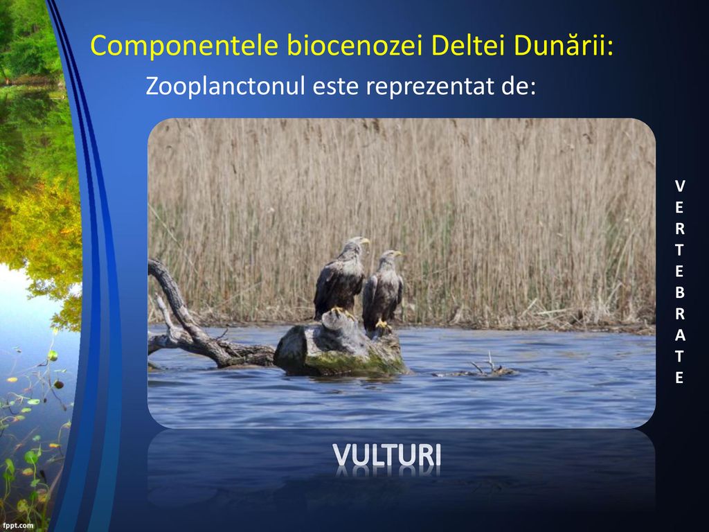 Componentele biocenozei Deltei Dunării: