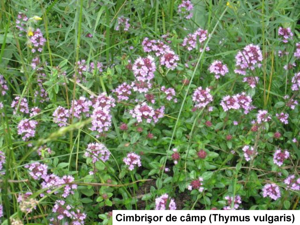 Cimbrişor de câmp (Thymus vulgaris)