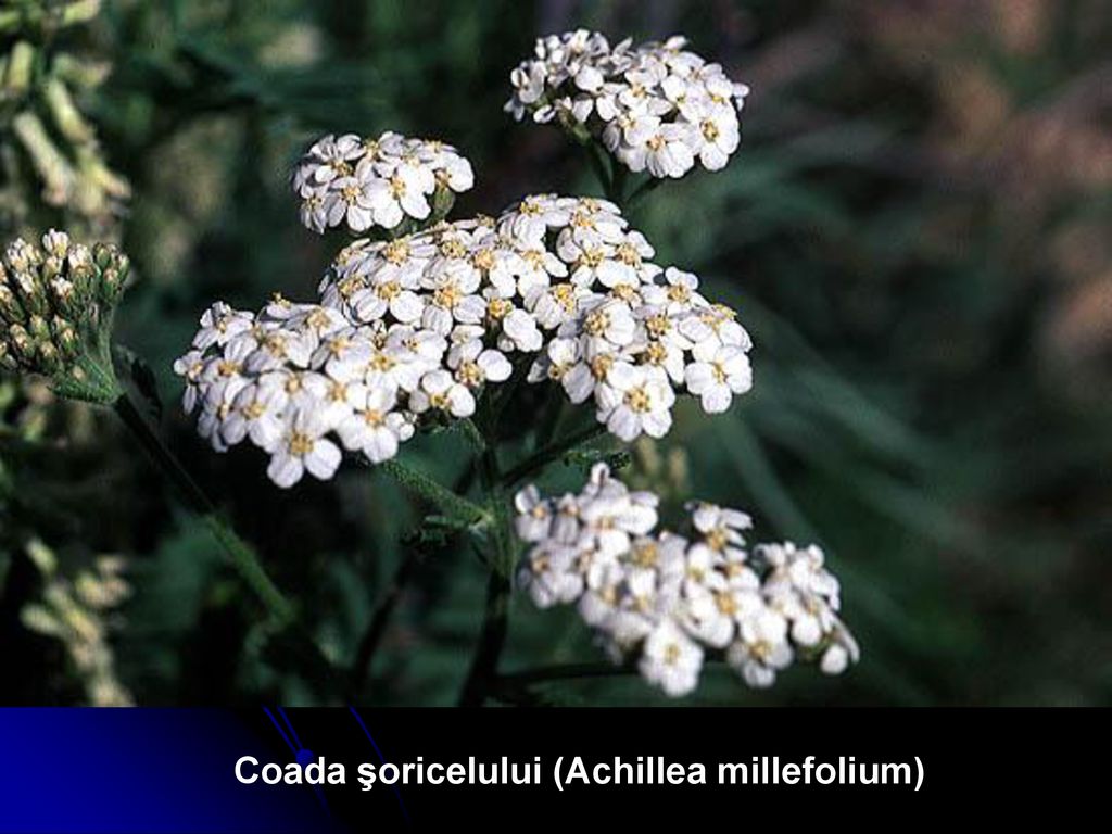 Coada şoricelului (Achillea millefolium)