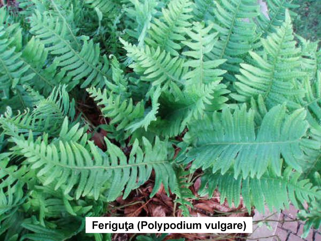 Feriguţa (Polypodium vulgare)