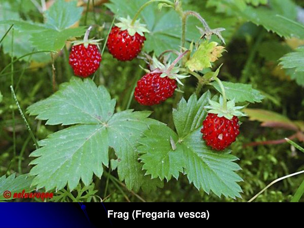 Frag (Fregaria vesca)