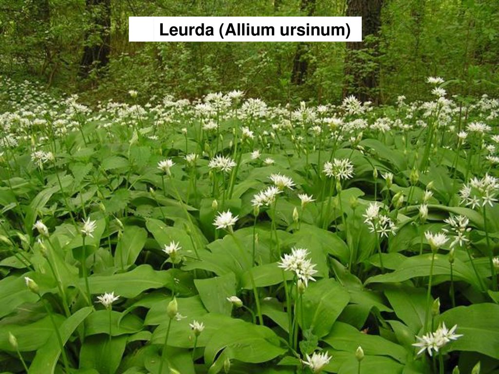 Leurda (Allium ursinum)