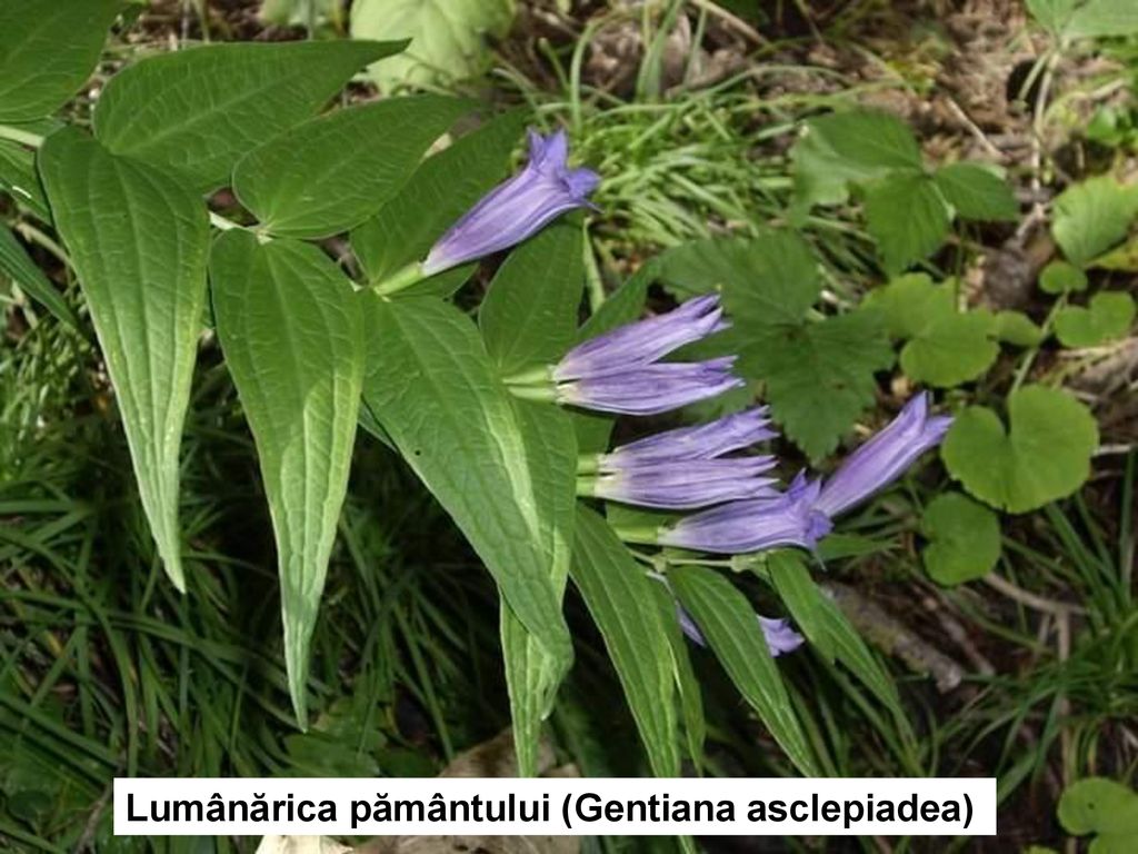 Lumânărica pământului (Gentiana asclepiadea)