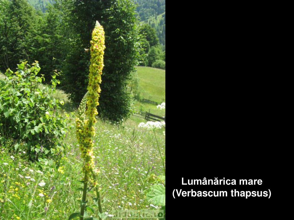 Lumânărica mare (Verbascum thapsus)