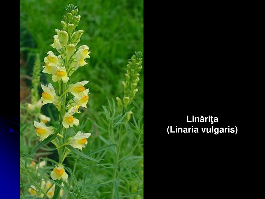 Linăriţa (Linaria vulgaris)