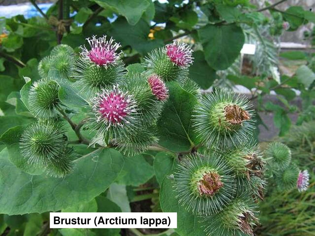 Brustur (Arctium lappa)