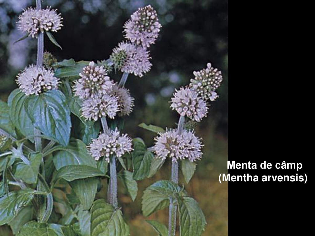 Menta de câmp (Mentha arvensis)
