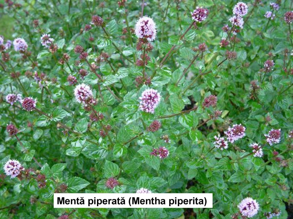 Mentă piperată (Mentha piperita)