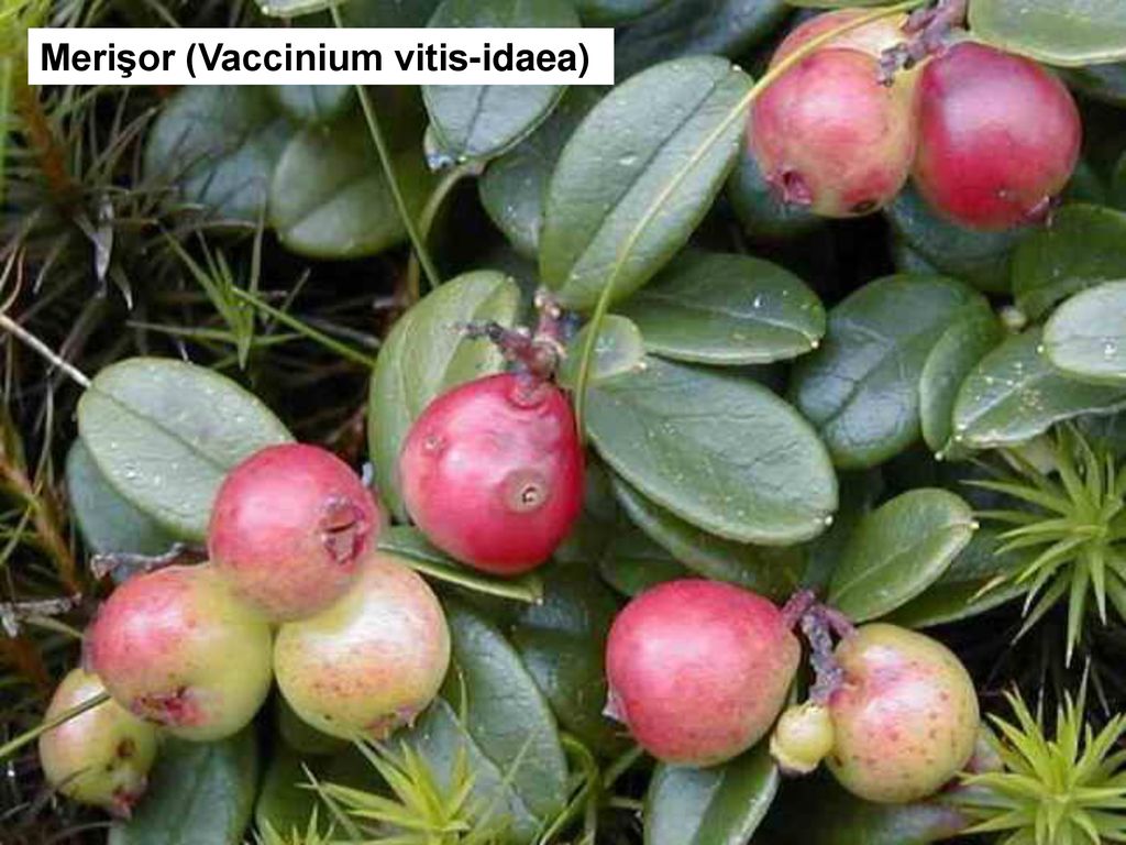 Merişor (Vaccinium vitis-idaea)