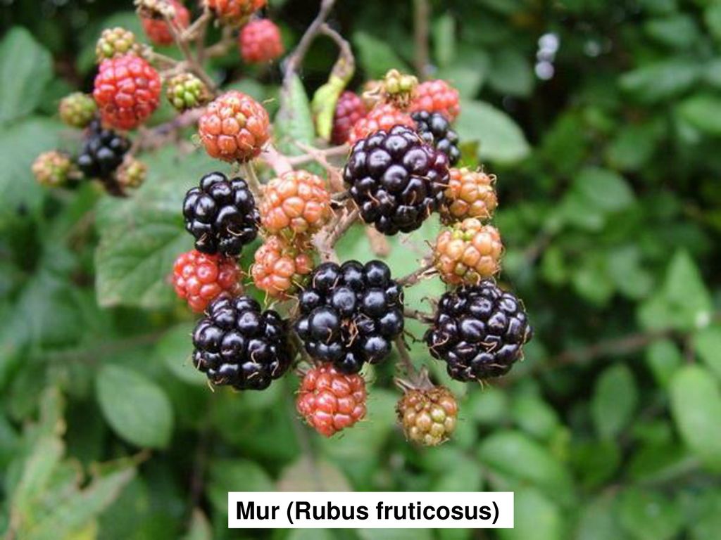Mur (Rubus fruticosus)