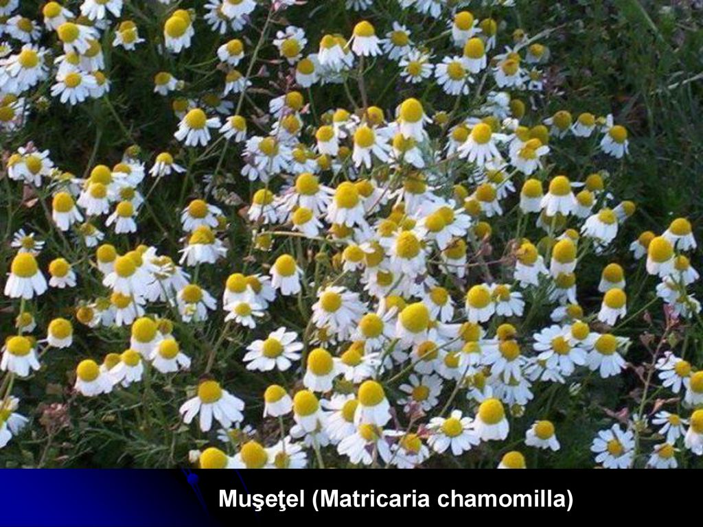 Muşeţel (Matricaria chamomilla)