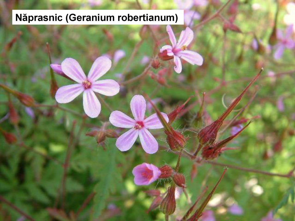 Năprasnic (Geranium robertianum)