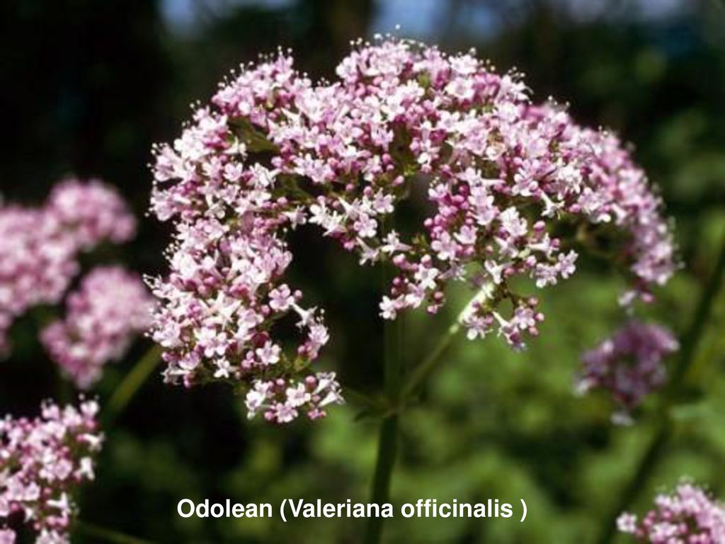 Odolean (Valeriana officinalis )