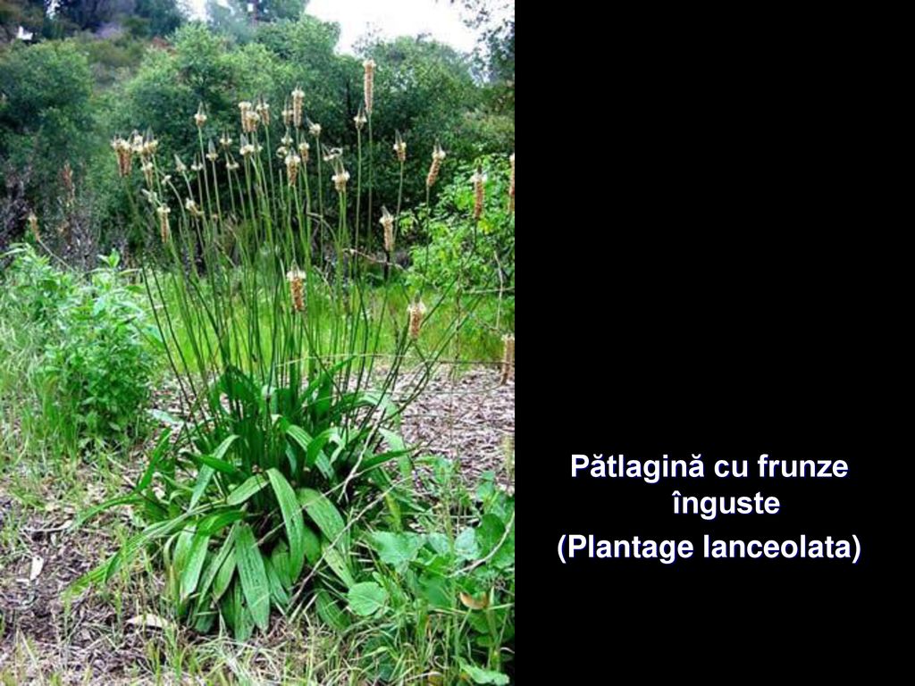 Pătlagină cu frunze înguste (Plantage lanceolata)