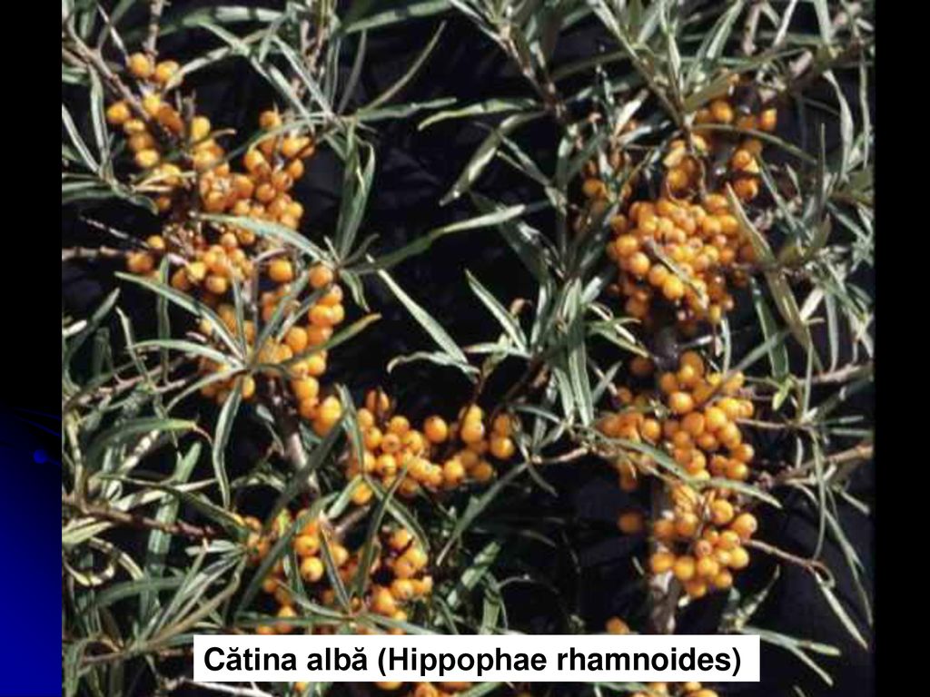 Cătina albă (Hippophae rhamnoides)
