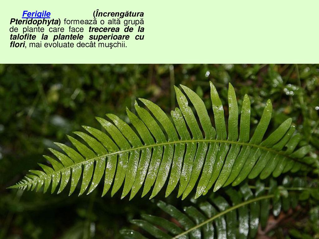 Ferigile (Încrengătura Pteridophyta) formează o altă grupă de plante care face trecerea de la talofite la plantele superioare cu flori, mai evoluate decât muşchii.