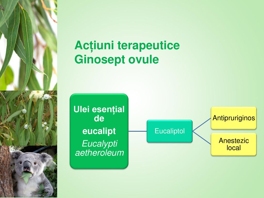 Eucalypti aetheroleum