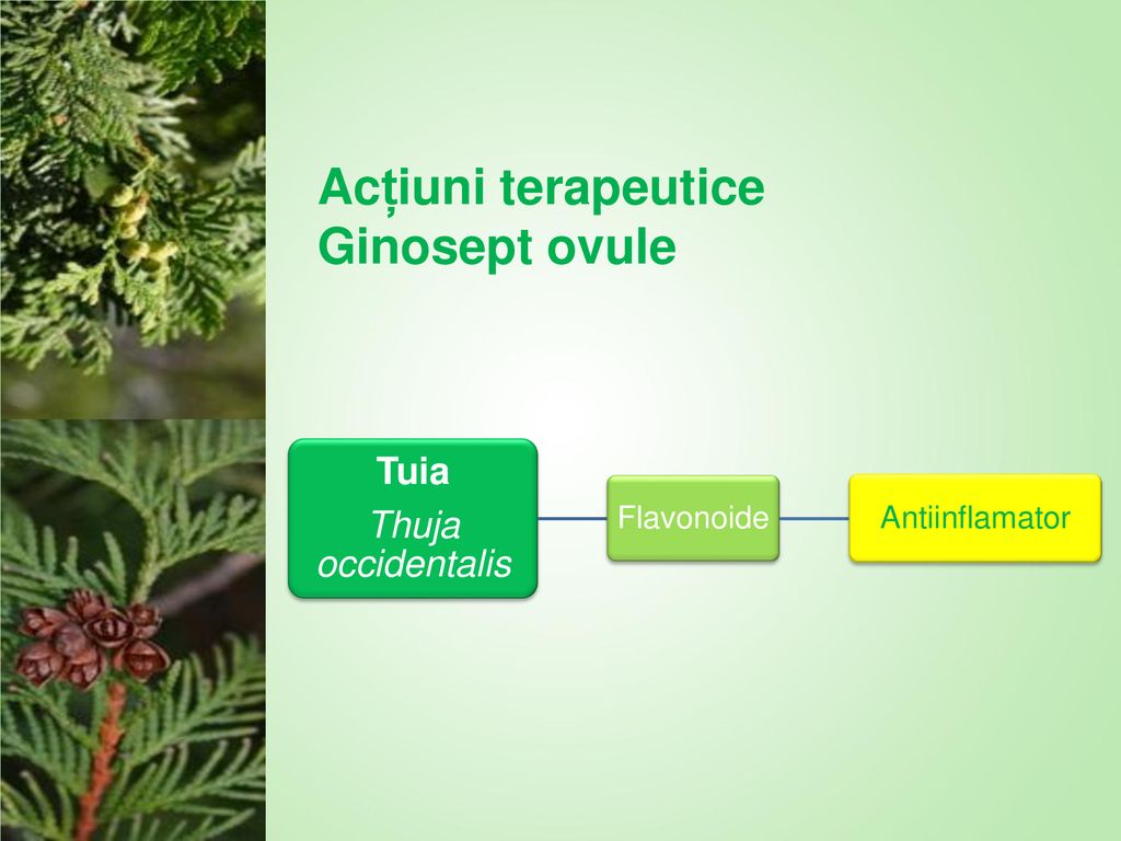 Acțiuni terapeutice Ginosept ovule Tuia Thuja occidentalis Flavonoide
