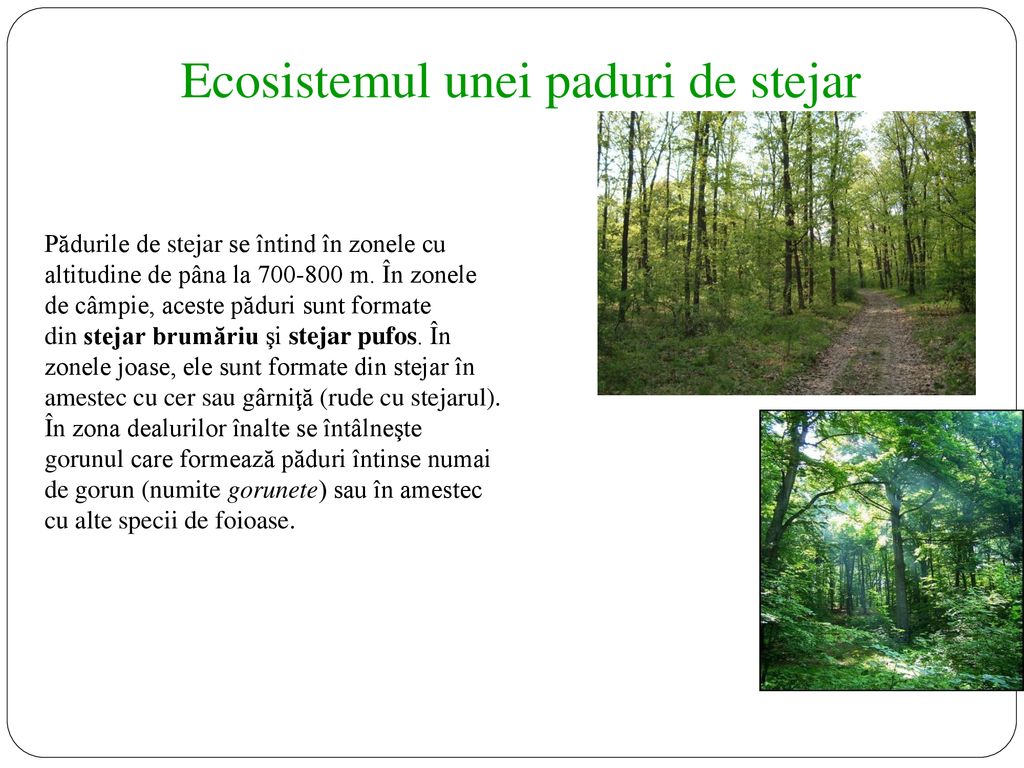 Ecosistemul unei paduri de stejar