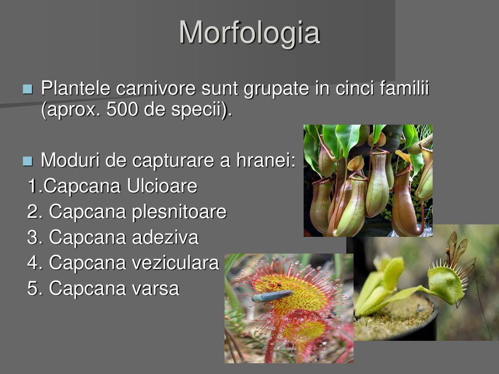 Morfologia Plantele carnivore sunt grupate in cinci familii (aprox. 500 de specii). Moduri de capturare a hranei: