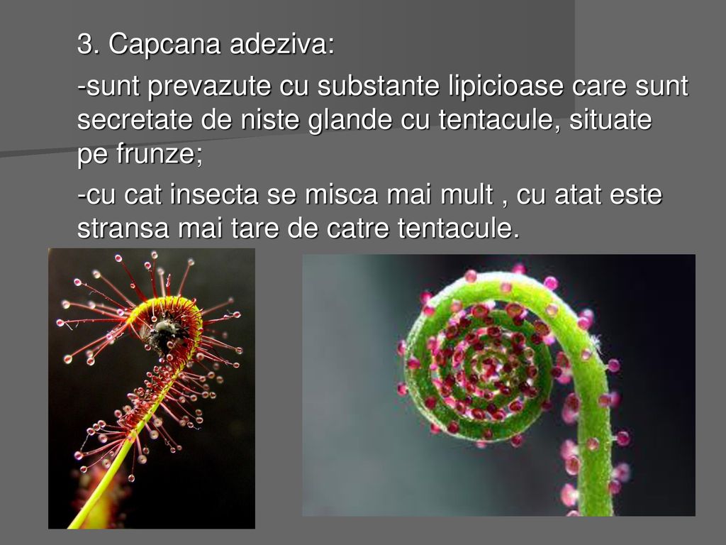 3. Capcana adeziva: -sunt prevazute cu substante lipicioase care sunt secretate de niste glande cu tentacule, situate pe frunze;