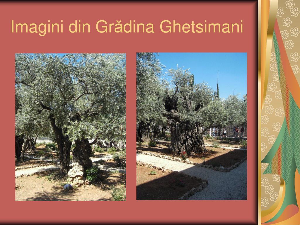 Imagini din Grădina Ghetsimani