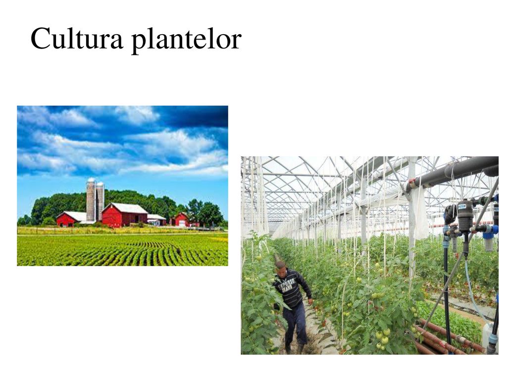 Cultura plantelor