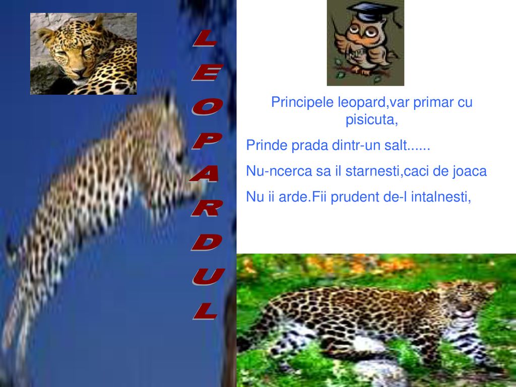 Principele leopard,var primar cu pisicuta,