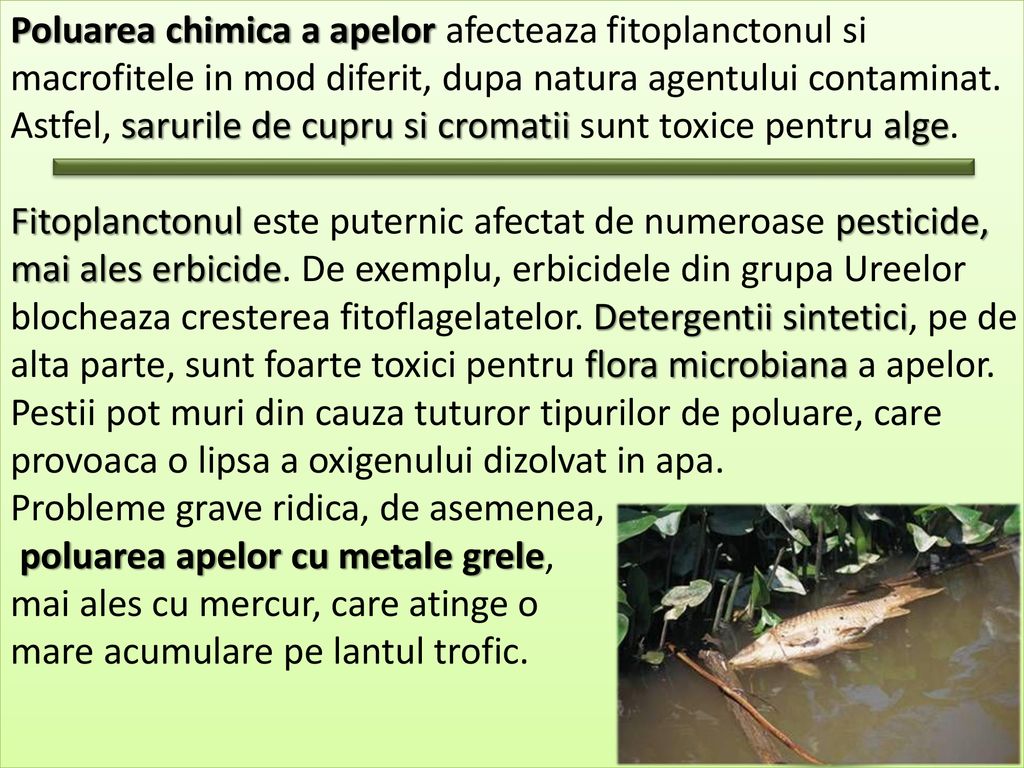 Poluarea chimica a apelor afecteaza fitoplanctonul si macrofitele in mod diferit, dupa natura agentului contaminat. Astfel, sarurile de cupru si cromatii sunt toxice pentru alge.