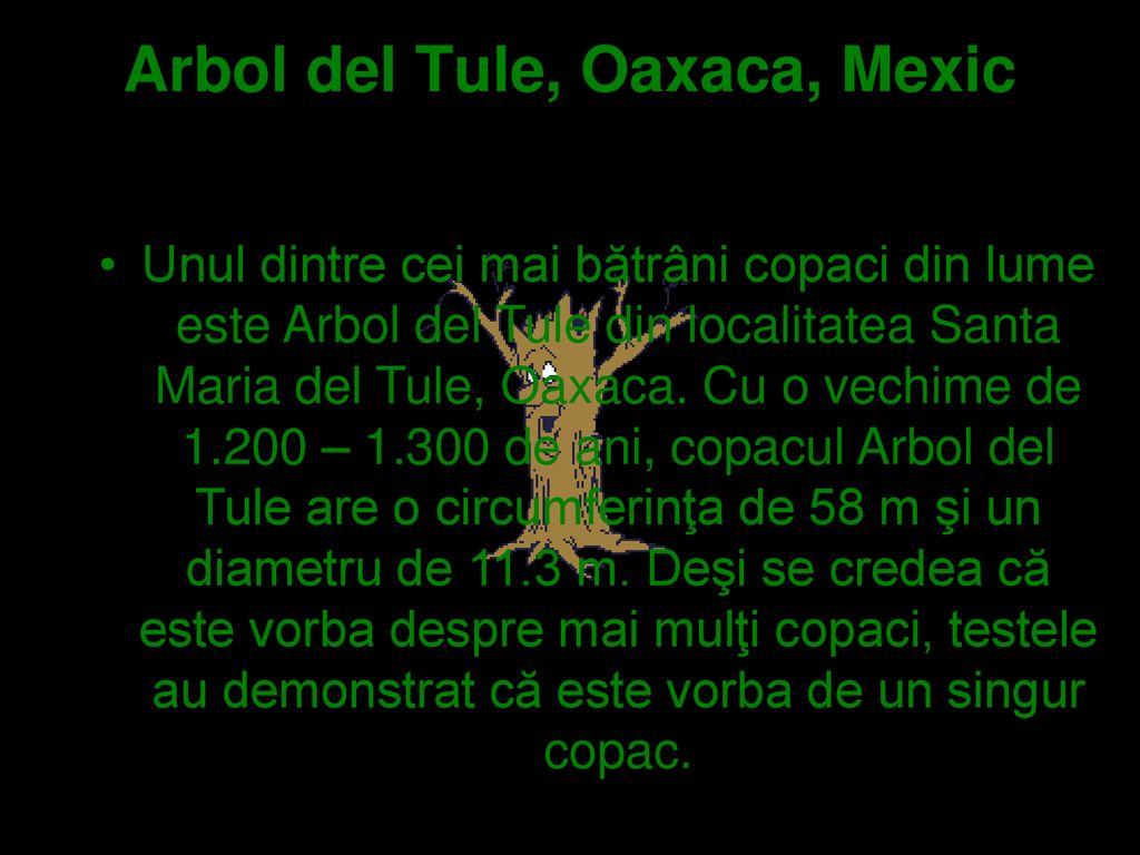 Arbol del Tule, Oaxaca, Mexic