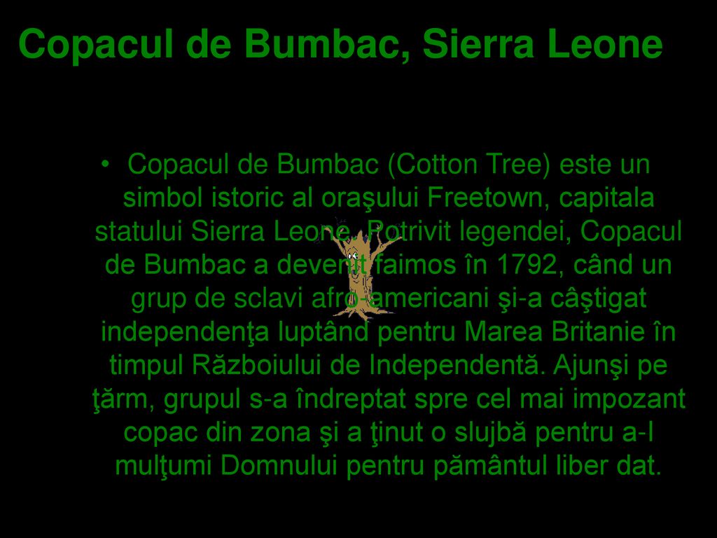 Copacul de Bumbac, Sierra Leone