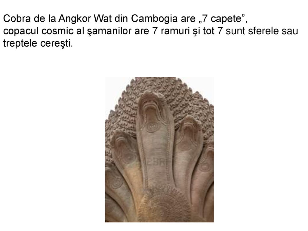 Cobra de la Angkor Wat din Cambogia are „7 capete ,