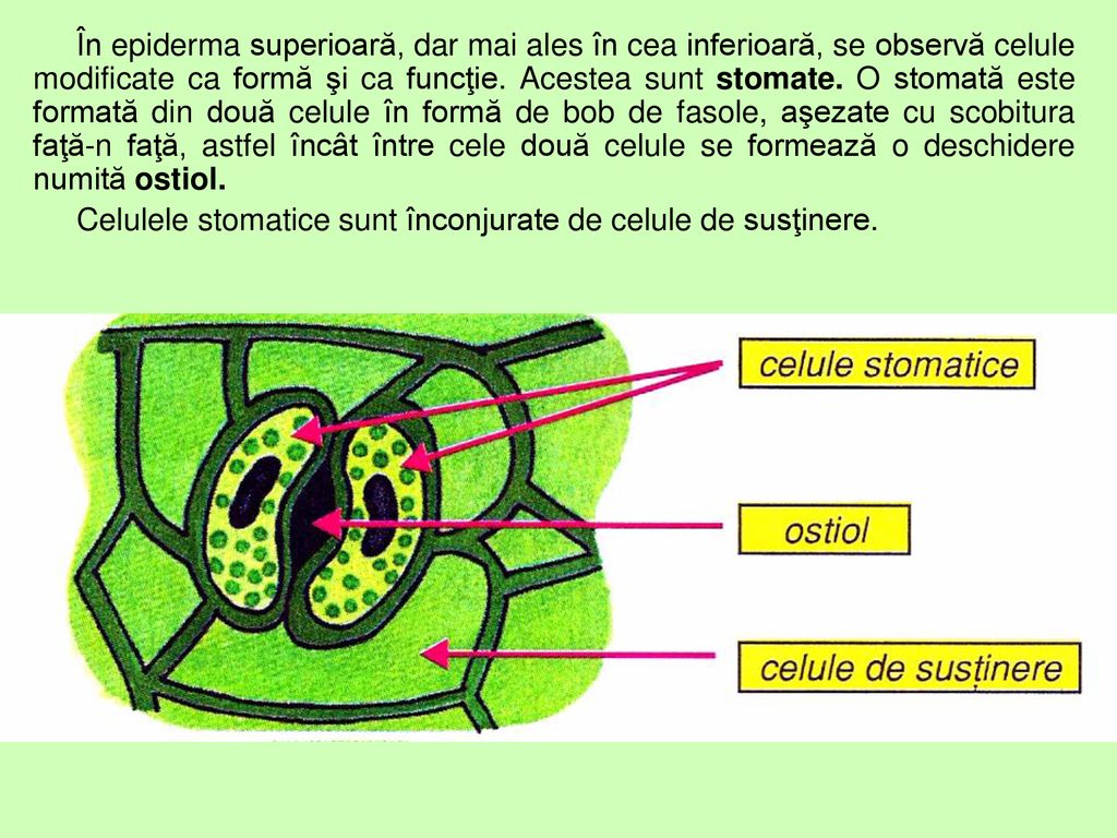 În epiderma superioară, dar mai ales în cea inferioară, se observă celule modificate ca formă şi ca funcţie. Acestea sunt stomate. O stomată este formată din două celule în formă de bob de fasole, aşezate cu scobitura faţă-n faţă, astfel încât între cele două celule se formează o deschidere numită ostiol.