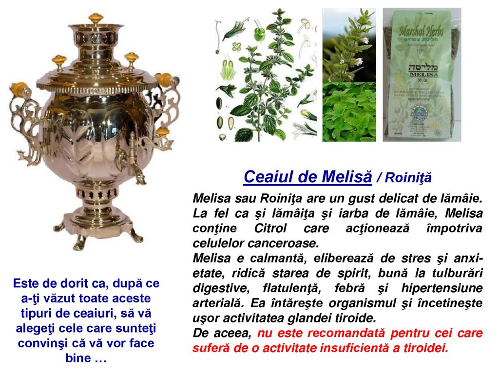 Ceaiul de Melisă / Roiniţă
