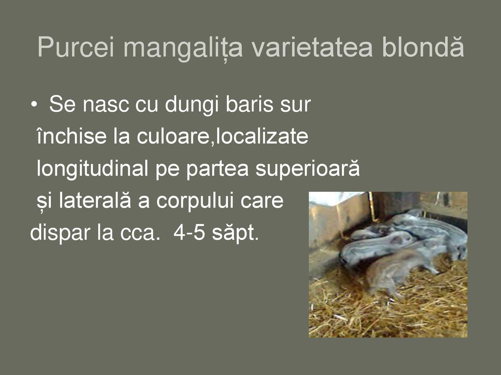 Purcei mangalița varietatea blondă
